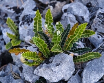 IMG_9299 Rustyback Fern (Asplenium ceterach)