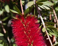 IMG_9328 Crimson Bottlebrush (Callistemon citrinus)