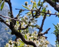 IMG_9373_PXL_20260427_105302399 Wild Crab Apple