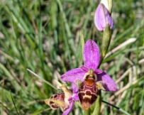 IMG_9418_PXL_20260428_131937116 Bee Orchid (Ophrys apifera)