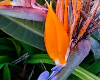 IMG_0500_PXL_20250423_195353969 Bird of Paradise Flower