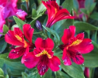 IMG_0604 Peruvian Lily