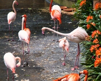 IMG_0890 Flamingos in Monte Palace Tropical Garden, Funchal, Madeira