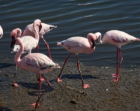 IMG_3153 Namibia, flamingos in Walvis Bay