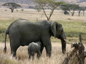 Tanzania